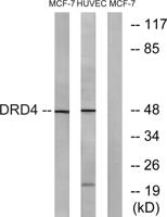 D4DR Polyclonal Antibody