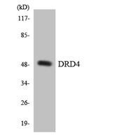 D4DR Polyclonal Antibody