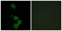 Dab1 Polyclonal Antibody
