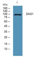 DAG1 Polyclonal Antibody