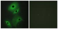DAN Polyclonal Antibody
