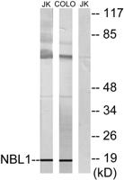 DAN Polyclonal Antibody