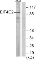 DAP-5 Polyclonal Antibody