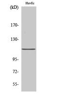 Daxx Polyclonal Antibody