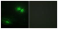 Daxx Polyclonal Antibody