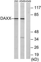 Daxx Polyclonal Antibody