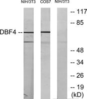 Dbf4 Polyclonal Antibody