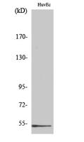 DBP Polyclonal Antibody