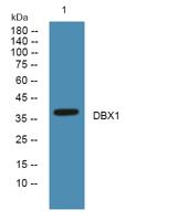 DBX1 Polyclonal Antibody