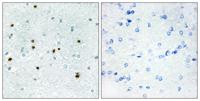 DCAMKL3 Polyclonal Antibody