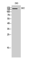 DCC Polyclonal Antibody