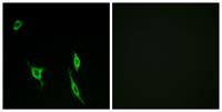 DCC Polyclonal Antibody