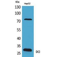 DCI Polyclonal Antibody