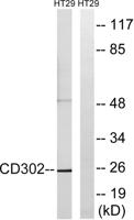 DCL-1 Polyclonal Antibody