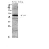 DC-LAMP Polyclonal Antibody