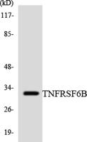 DcR3 Polyclonal Antibody