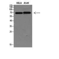 DCT Polyclonal Antibody