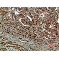 DCT Polyclonal Antibody