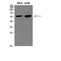 DCT Polyclonal Antibody