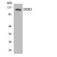 DDR1 Polyclonal Antibody