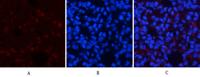 AMPKα1 Polyclonal Antibody