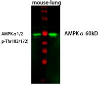 AMPKα1 Polyclonal Antibody