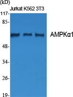 AMPKα1 Polyclonal Antibody