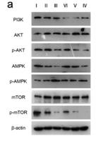AMPKα1/2 Polyclonal Antibody