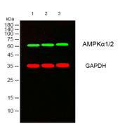 AMPKα1/2 Polyclonal Antibody