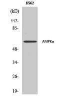 AMPKα1/2 Polyclonal Antibody
