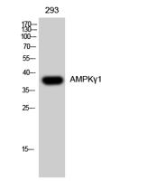 AMPKγ1 Polyclonal Antibody