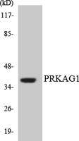 AMPKγ1 Polyclonal Antibody