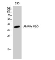AMPKγ1/2/3 Polyclonal Antibody