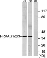 AMPKγ1/2/3 Polyclonal Antibody