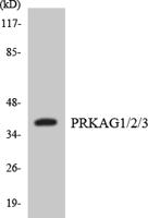 AMPKγ1/2/3 Polyclonal Antibody