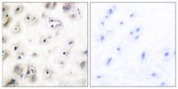 Amylin Polyclonal Antibody