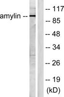 Amylin Polyclonal Antibody