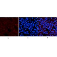 Amyloid-β Polyclonal Antibody