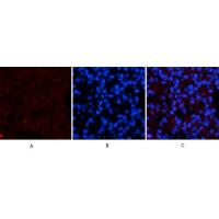 Amyloid-β Polyclonal Antibody