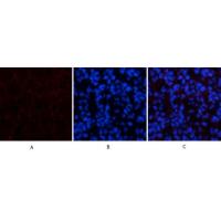 Amyloid-β Polyclonal Antibody
