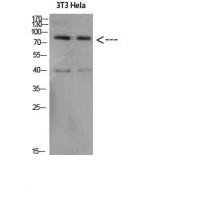 Amyloid-β Polyclonal Antibody