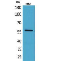 Angptl1 Polyclonal Antibody