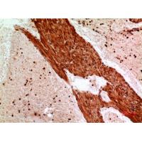 Angptl1 Polyclonal Antibody