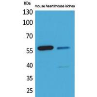 Angptl1/2 Polyclonal Antibody