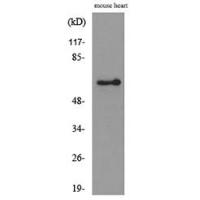 Angptl1/2 Polyclonal Antibody