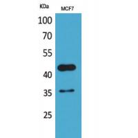 Angptl4 Polyclonal Antibody