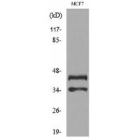 Angptl4 Polyclonal Antibody