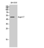 Angptl7 Polyclonal Antibody