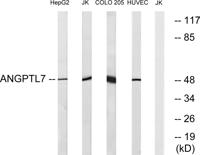 Angptl7 Polyclonal Antibody