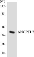 Angptl7 Polyclonal Antibody